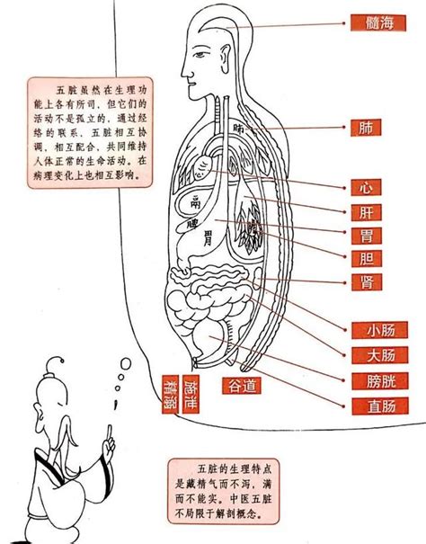 五臟六腑位置